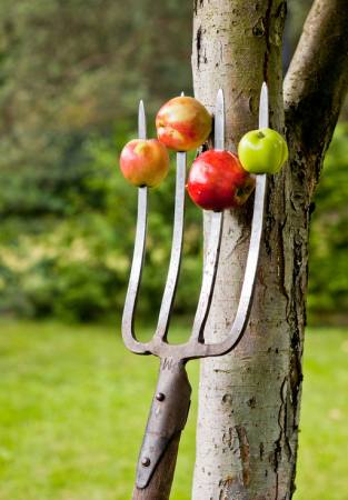 apples, fork, tree Krzysztof Drygalski - Dreamstime