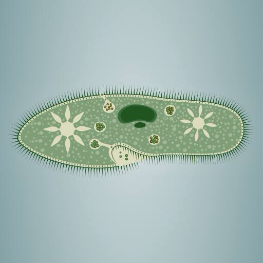 footprint, algae, green, star, microscopic, tissue Vladimir Zadvinskii (Vladimiraz)