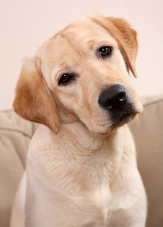 dog, animal Tomasz Markowski - Dreamstime dog, animal Tomasz Markowski - Dreamstime