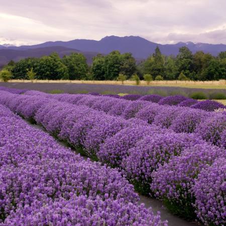 field, flower, flowers, tree, mountain, sky, nasture Blueenayim - Dreamstime