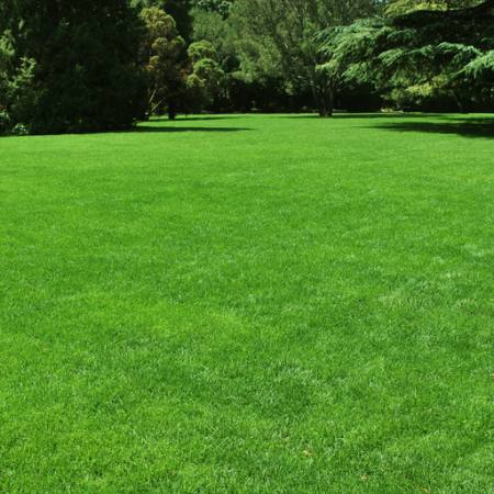 green, grass, field, trees, tree Vincent369 - Dreamstime green, grass, field, trees, tree Vincent369 - Dreamstime