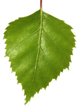green, leaf Robyn Mackenzie - Dreamstime