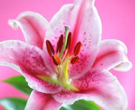 flower, pink Flynt - Dreamstime