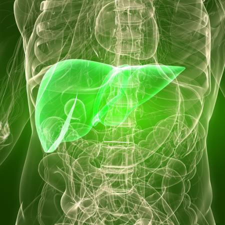 man, body, liver, organ Sebastian Kaulitzki - Dreamstime