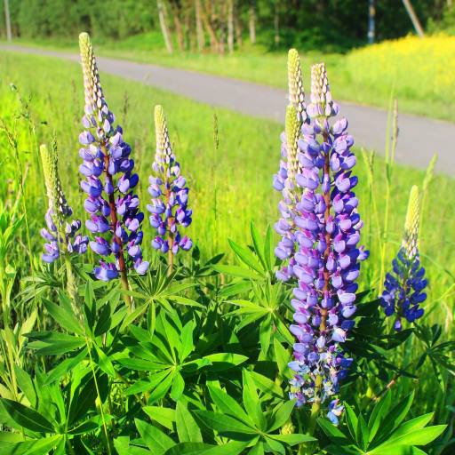 flower, flowers, green, grass, road, field Vitaliy Korolev (Exelentz)