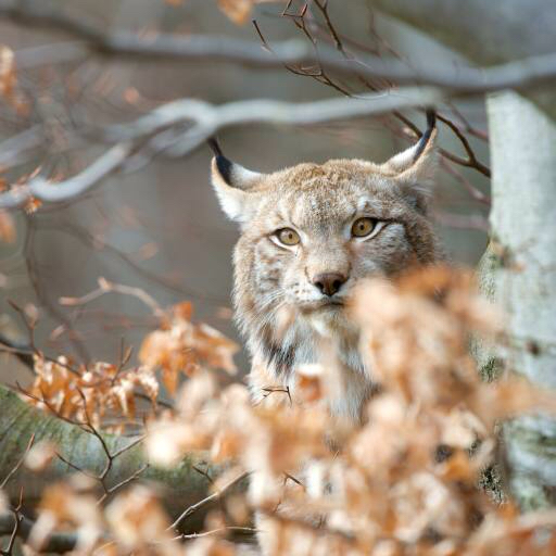 cat, wild, wild life Štěpán Burda (Astinus)