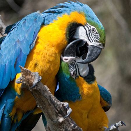 parrot, bird, color, birds Marek Jelínek - Dreamstime