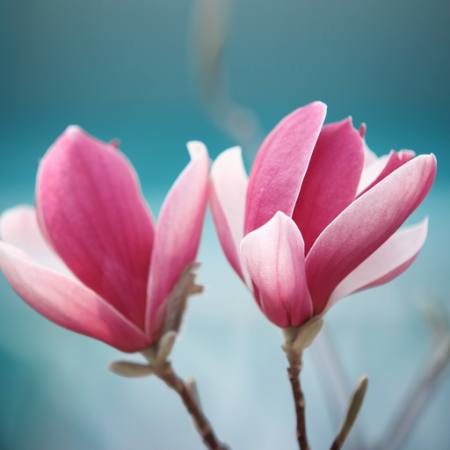 flower, pink Sofiaworld - Dreamstime