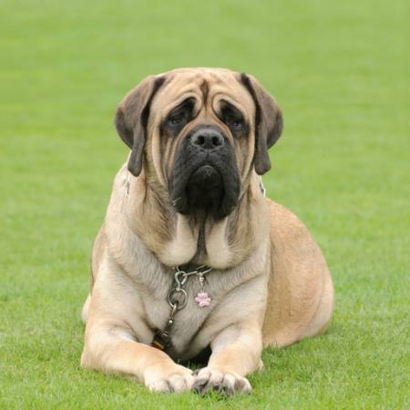 dog, animal, grass Waldemar Dabrowski - Dreamstime