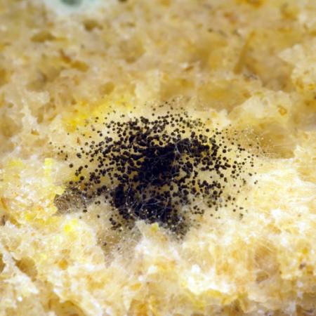 dust, object, black, spots, mold Allocricetulus - Dreamstime