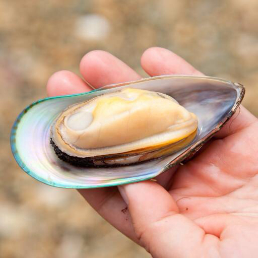 shell, hand Dmitry Naumov (Naumoid) shell, hand Dmitry Naumov (Naumoid)