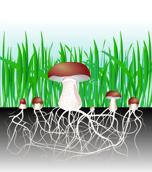 green, grass, mushroom, mushrooms, food, eat Designua