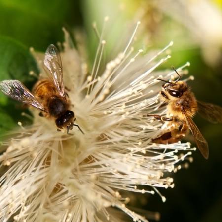 bees, nature, bee, polen, flower Sheryl Caston - Dreamstime