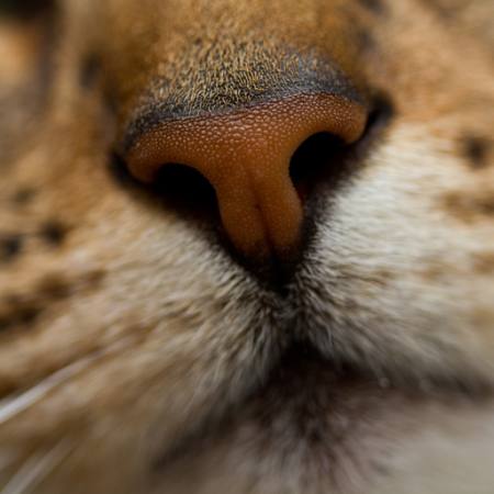 nose, animal Mike Taylor - Dreamstime