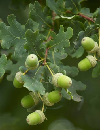 fruits, tree, trees, leaves, green, garden Tomo Jesenicnik - Dreamstime