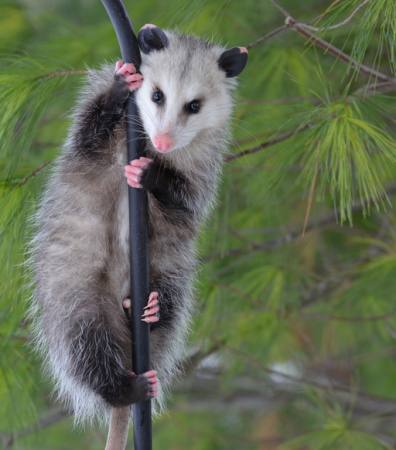 animal, branch, tree, green Rob Thoma - Dreamstime