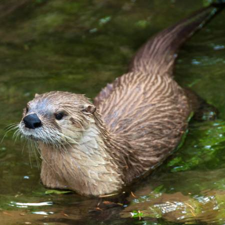 animal, water, wet Camptoloma - Dreamstime