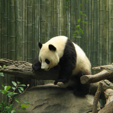 panda, bear, small, black, white, wood, forest Nathalie Speliers Ufermann - Dreamstime