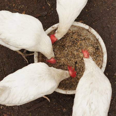 chickens, eat, food, bowl, white, grain, wheat Alexei Poselenov - Dreamstime