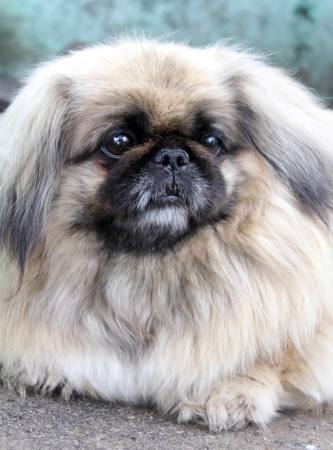 dog, fluffy, animal Funkyboney - Dreamstime dog, fluffy, animal Funkyboney - Dreamstime