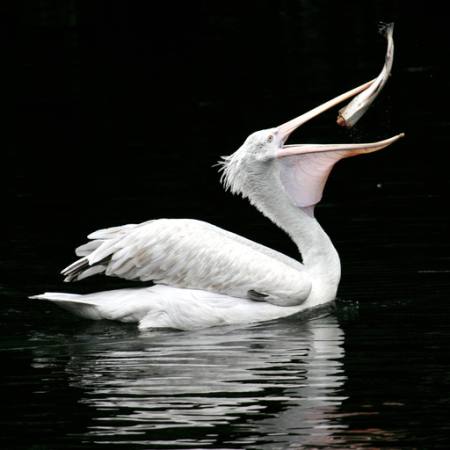 eat, water, night, fish, bird Fotograf77 - Dreamstime eat, water, night, fish, bird Fotograf77 - Dreamstime