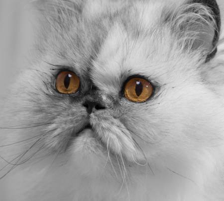 cat, animal Andym68 - Dreamstime