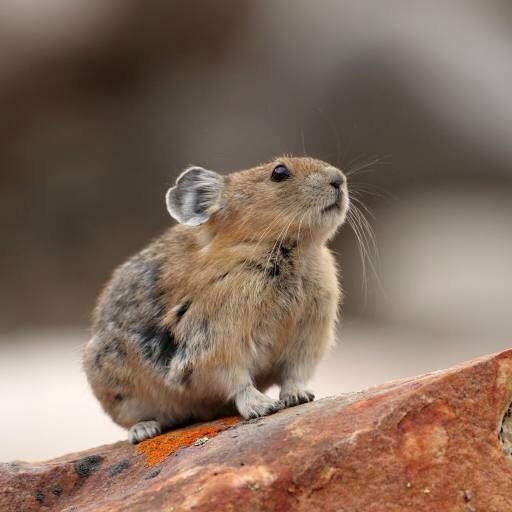 animal, rat, mouse, wild Brian Lasenby (Gonepaddling)