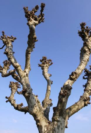 tree, nature, trees, sky Bernhard Richter - Dreamstime