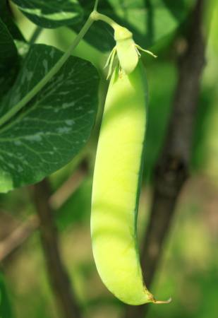 plant, green Malgorzata Slusarczyk - Dreamstime