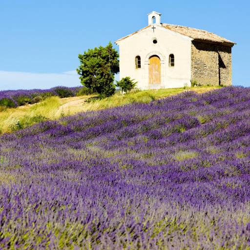 sky, tree, trees, building, field, flowers, flower, mauve, church Richard Semik (Phbcz)