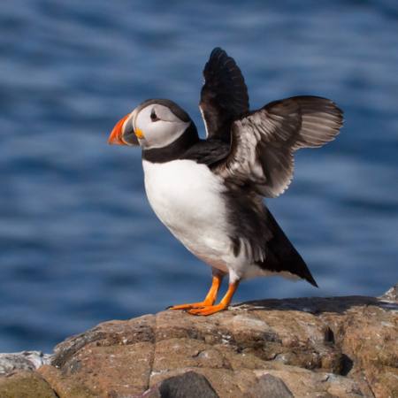 bird, sea, rock, water, fly Martin Kemp - Dreamstime