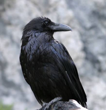 bird, black, peak Matthew Ragen - Dreamstime bird, black, peak Matthew Ragen - Dreamstime