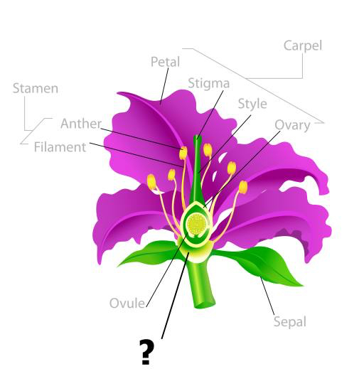 plant, drawing, stamen, petal, filament, ovule Snapgalleria