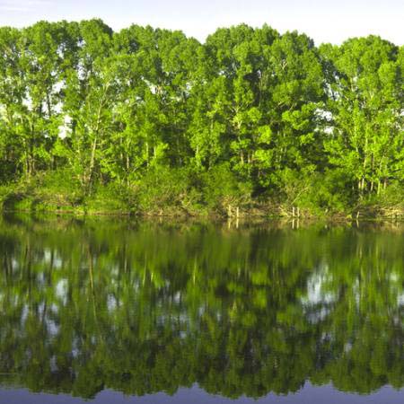tree, trees, water, green, lake Vadim Yerofeyev - Dreamstime tree, trees, water, green, lake Vadim Yerofeyev - Dreamstime
