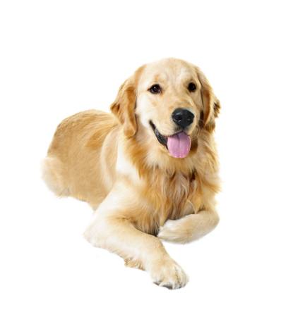 dog, animal Elena Elisseeva - Dreamstime dog, animal Elena Elisseeva - Dreamstime