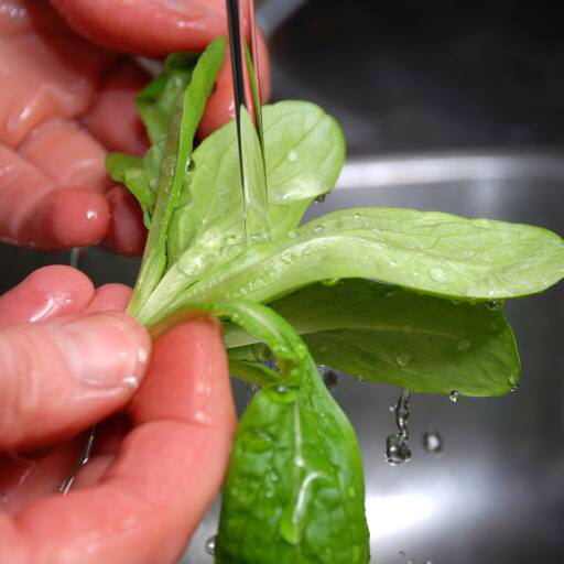 hand, wash, hands, salad, water, clean Lena Andersson (Lason)