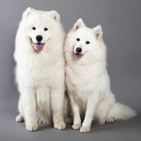 dog, animal, white Lilun - Dreamstime dog, animal, white Lilun - Dreamstime