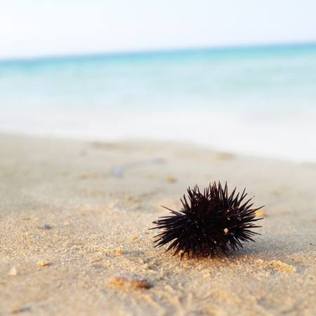 sea, beach, spike, spikes Omikron960 - Dreamstime