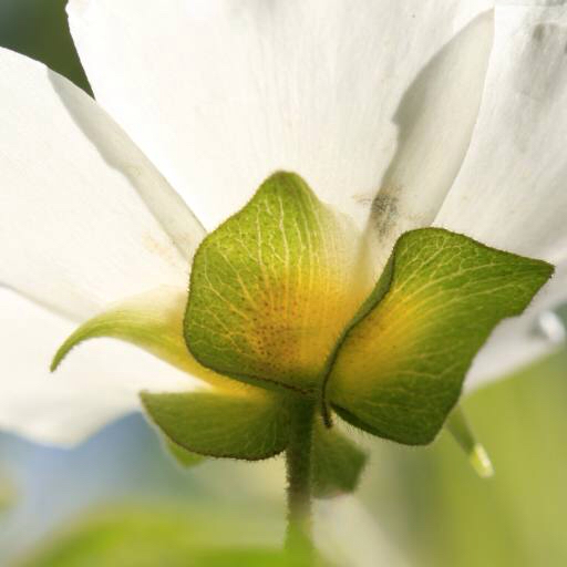 flower, plant, nature, green, white Francisco  Caravana (Caravana)