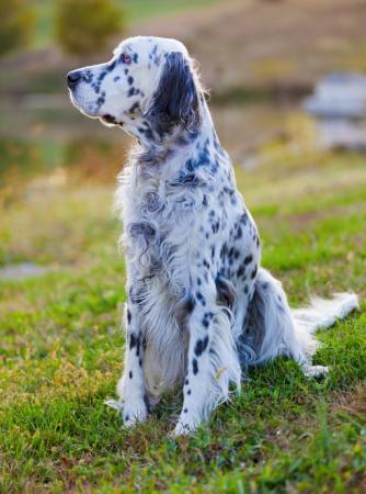 dog, animal, spots, green, grass Alexey Stiop - Dreamstime