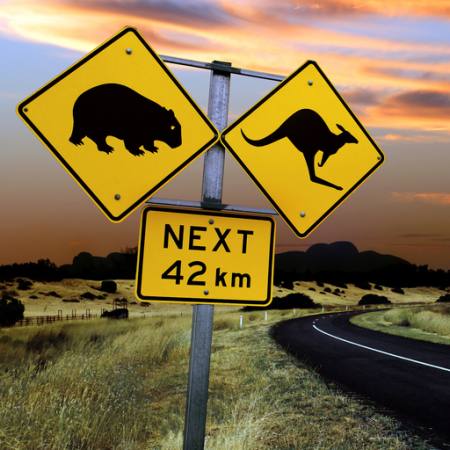 signs, bear, cangoroo, next, road, wil Ron Sumners - Dreamstime