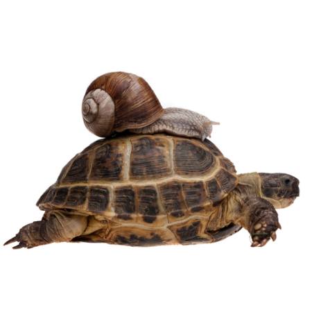 turtle, snail, bugs, animal, bug Oleg Kozlov - Dreamstime