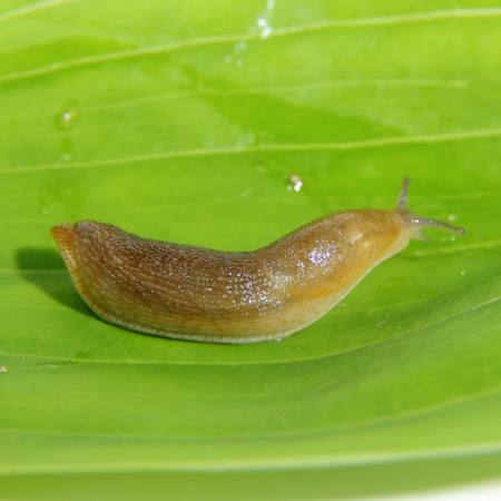 slug, green, leaf, animal, bug Dana Rothstein - Dreamstime
