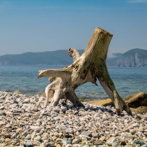 tree, sea, water, mountain, mountains, pebble, trunk Nikolairepnitskii