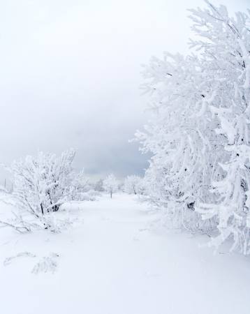 winter, white, tree Kutt Niinepuu - Dreamstime