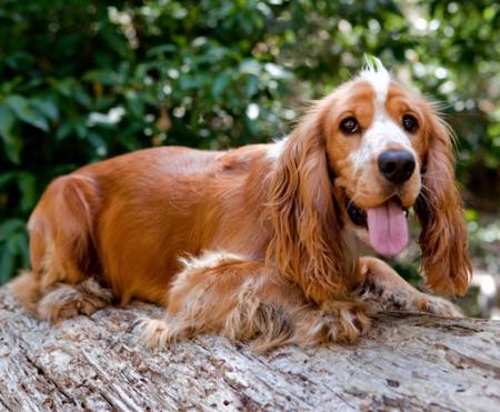 dog, animal, long ears, tongue Michelle De Kock - Dreamstime