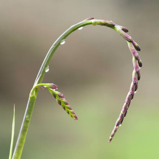 plant, flower, flowers, nature, green, mauve Alessandrozocc