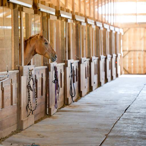 horse, animal Michael Leung (Plutusad)