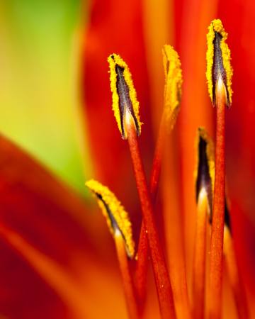 flower, red, polen Sebastien Fremont - Dreamstime flower, red, polen Sebastien Fremont - Dreamstime