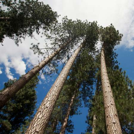 tree, trees, sky, wood, clouds Juan Camilo Bernal - Dreamstime